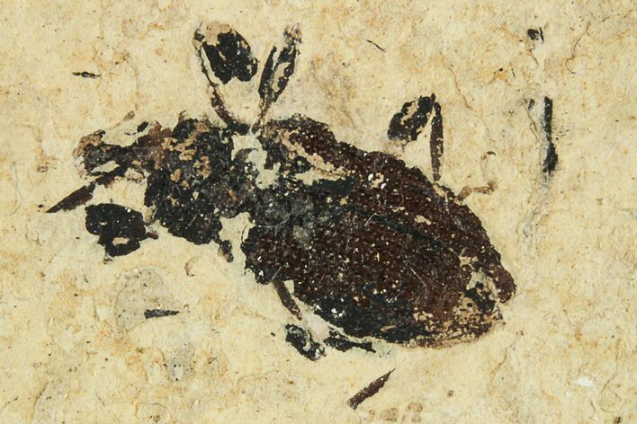 Fossil True Weevil (Curculionidae) Beetle - France #294149